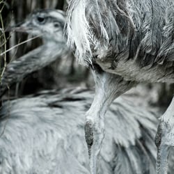Animalisch gut