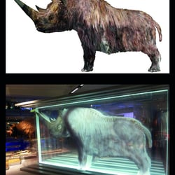 Wollnashorn