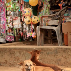 Straßenhund auf Sri Lanka