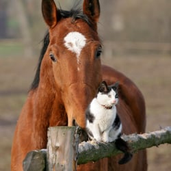 Tierfreundschaften