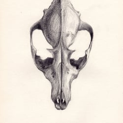 Fuchs Schädel