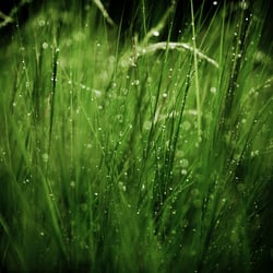 moist grass