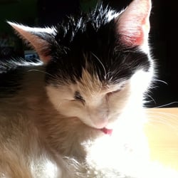 Bastet the Cat 2012 No. 31