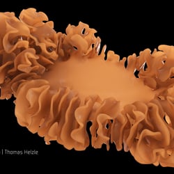 Coral Growth