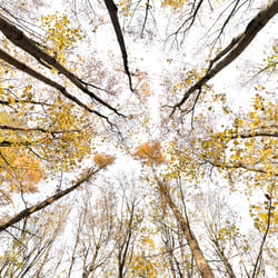 Giant Trees XI ***