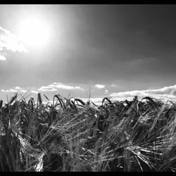 Fields