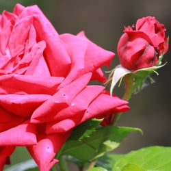 Natur 2012 Blumen