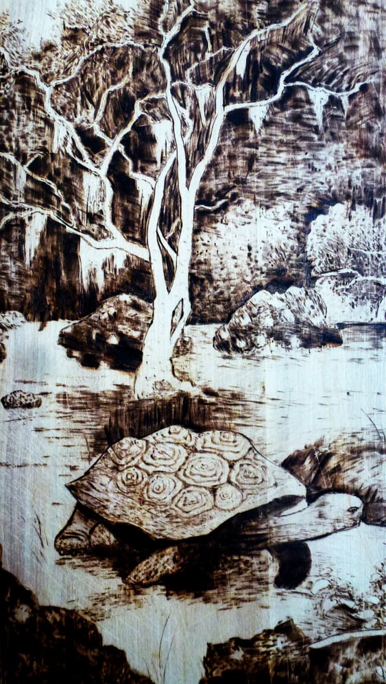 Galapagosschildkröte