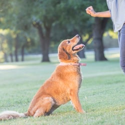 Mit Sonee Dosoruth die 3 häufigsten Herausforderung im Problemhundetraining meistern