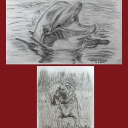 Delphin – Deutsch Drahthaar