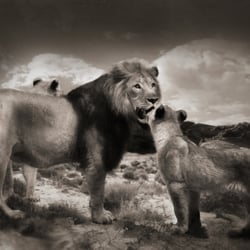 Lion Family