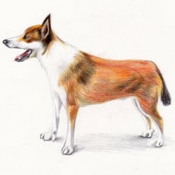 Lundehund, Farbstifte