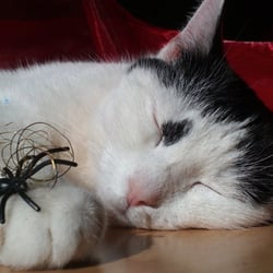 Bastet and the Spider