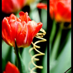 Tulpe