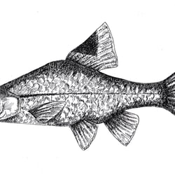 Illustration Fisch