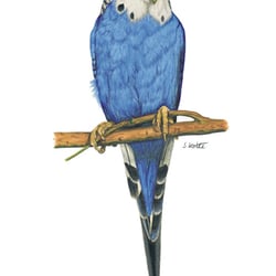 Wellensittich