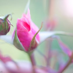 Blumenbild (36 von 60)