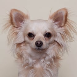 Noki – Chihuahua