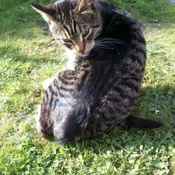 Another Cat