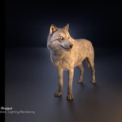 Wolf Animation