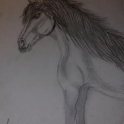 Der wilde Mustang