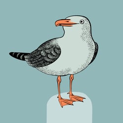 Möwe