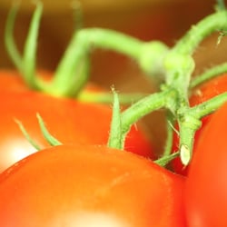 Tomaten 01
