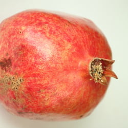 Granatapfel November 2012