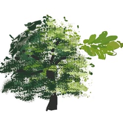 Baum 1
