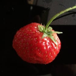 Erdbeere 03