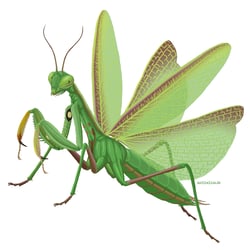Insect Builder Spiel – Gottesanbeterin