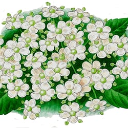 Holunderblüten