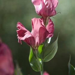 S-B-K okt09 PJK6655