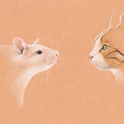 Katz & Maus