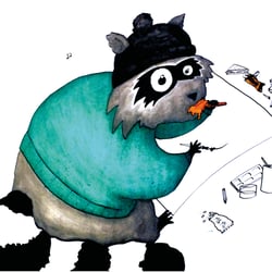 Waschbär 1
