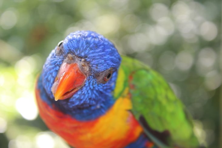 Lori Vogelpark Marlow