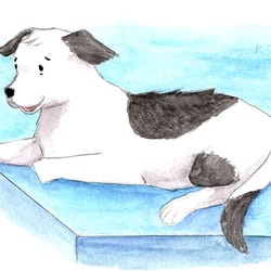 Hund aud blauem Dach