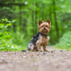Tiere