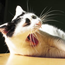 Bastet the Cat 2012 No. 04