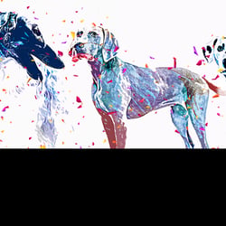 Hundefotografie Studio