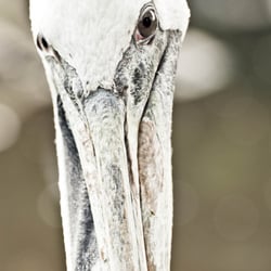 Animalisch gut
