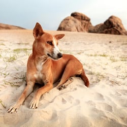 Strand- Straßenhund auf Sri Lanka
