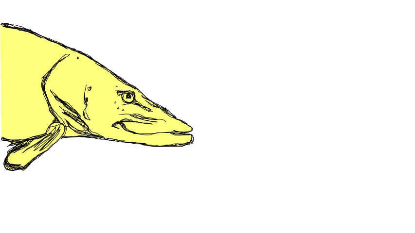 Hecht