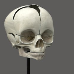 Infant Skull – Anatomy Study