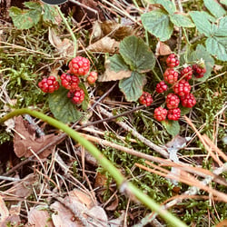 Uckermark / 2022