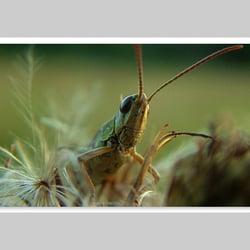 Makrofotografie