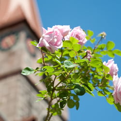 Die Kirche in Szene gesetzt