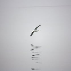 Möwe