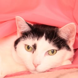 Bastet the Cat 2012 Teil 03