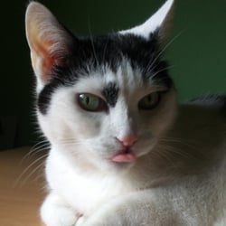 Bastet the Cat 2012 No. 13